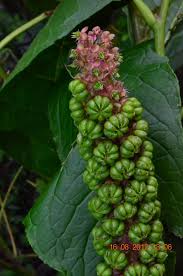 Attēlu rezultāti vaicājumam “Phytolacca acinosa leaf”