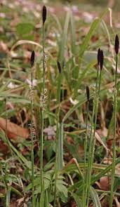 Attēlu rezultāti vaicājumam “Carex pilosa flower”