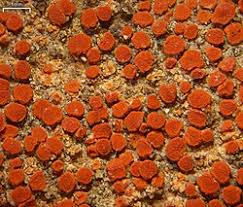 Attēlu rezultāti vaicājumam “Caloplaca scopularis”