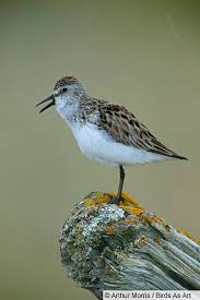 Image result for Calidris pusilla