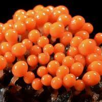 Attēlu rezultāti vaicājumam “Hemitrichia karstenii”