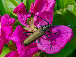 Attēlu rezultāti vaicājumam “Aromia moschata”