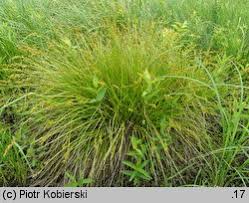 Attēlu rezultāti vaicājumam “Carex elongata”