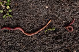 Attēlu rezultāti vaicājumam “Lumbricidae”