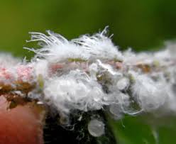 Attēlu rezultāti vaicājumam “Prociphilus xylostei”