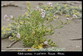 Attēlu rezultāti vaicājumam “Cakile maritima subsp. baltica flower”