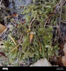 Attēlu rezultāti vaicājumam “Eurhynchium angustirete”