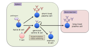 Attēlu rezultāti vaicājumam “Bryum funkii cells”