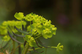 Attēlu rezultāti vaicājumam “Euphorbia cyparissias flower”