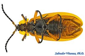 Attēlu rezultāti vaicājumam “Lycidae”