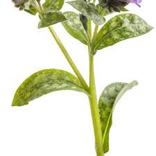 Image result for Pulmonaria officinalis