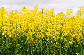 Attēlu rezultāti vaicājumam “Brassica napus”