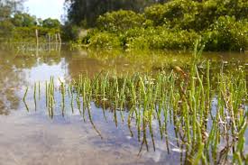 Attēlu rezultāti vaicājumam “Saelania glaucescens sporophyte”