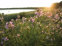 Attēlu rezultāti vaicājumam “Cakile maritima subsp. baltica flower”