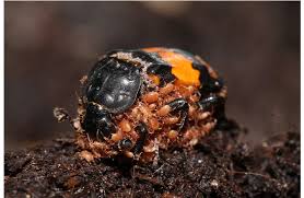 Attēlu rezultāti vaicājumam “Nicrophorus vespillo”