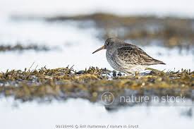 Attēlu rezultāti vaicājumam “Calidris maritima”
