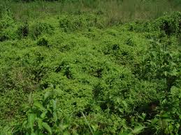 Attēlu rezultāti vaicājumam “Lycogala succineum macro”