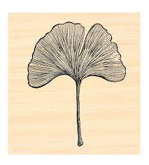 Attēlu rezultāti vaicājumam “Ginkgo biloba leaf”