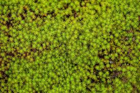 Attēlu rezultāti vaicājumam “Sphagnum girgensohnii”