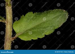 Attēlu rezultāti vaicājumam “Veronica agrestis leaf”