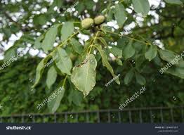 Attēlu rezultāti vaicājumam “Epirhoe tristata”