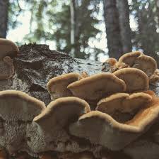 Attēlu rezultāti vaicājumam “Onnia triquetra”