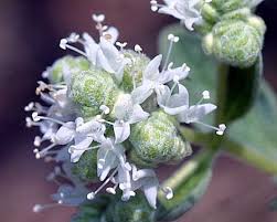 Attēlu rezultāti vaicājumam “Origanum vulgare bud”