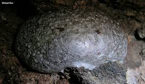 Attēlu rezultāti vaicājumam “Lycogala cf. fossiculatum macro”