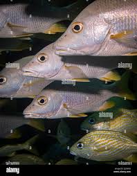 Image result for Lutjanus apodus