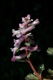 Attēlu rezultāti vaicājumam “Corydalis solida fruit”