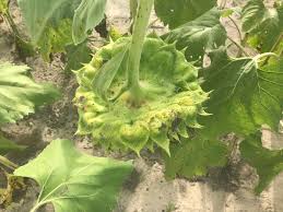 Attēlu rezultāti vaicājumam “Helianthus annuus fruit”