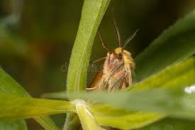 Attēlu rezultāti vaicājumam “Diacrisia sannio female”