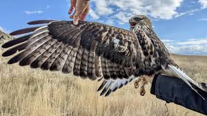 Attēlu rezultāti vaicājumam “Buteo lagopus adult”