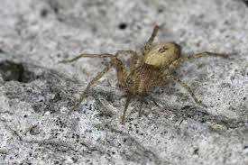 Attēlu rezultāti vaicājumam “Anyphaena accentuata male”