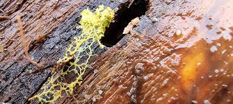 Attēlu rezultāti vaicājumam “Didymium crustaceum”