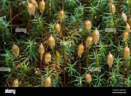 Attēlu rezultāti vaicājumam “Polytrichum juniperinum sporophyte”