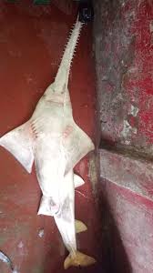 Image result for Pristis pristis