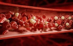 Image result for blood