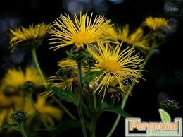 Attēlu rezultāti vaicājumam “Inula britannica flower”