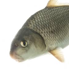 Image result for Carpiodes cyprinus