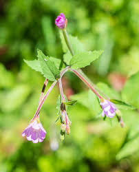 Attēlu rezultāti vaicājumam “Epilobium montanum flower”