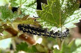 Attēlu rezultāti vaicājumam “Callimorpha dominula larva”