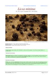 Attēlu rezultāti vaicājumam “Licea minima”