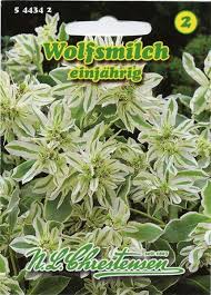 Image result for Wolfsmilch