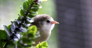 Image result for Bushiki Kwai