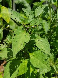 Attēlu rezultāti vaicājumam “Solanum nigrum leaf”