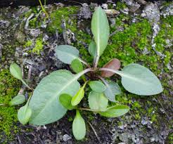 Attēlu rezultāti vaicājumam “Serratula tinctoria leaf”