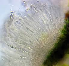 Attēlu rezultāti vaicājumam “Coenogonium pineti”