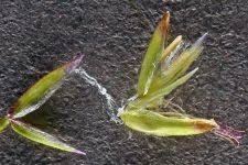 Attēlu rezultāti vaicājumam “Polymerus palustris”