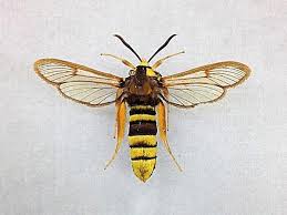 Attēlu rezultāti vaicājumam “Sesia apiformis”